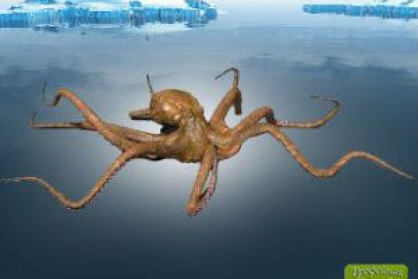 Кракен сайт ссылка kraken dark link